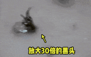 氨基酸|拒绝“螨虫脸”，5秒揉一揉，螨虫全出来了，痘痘黑头全没了！