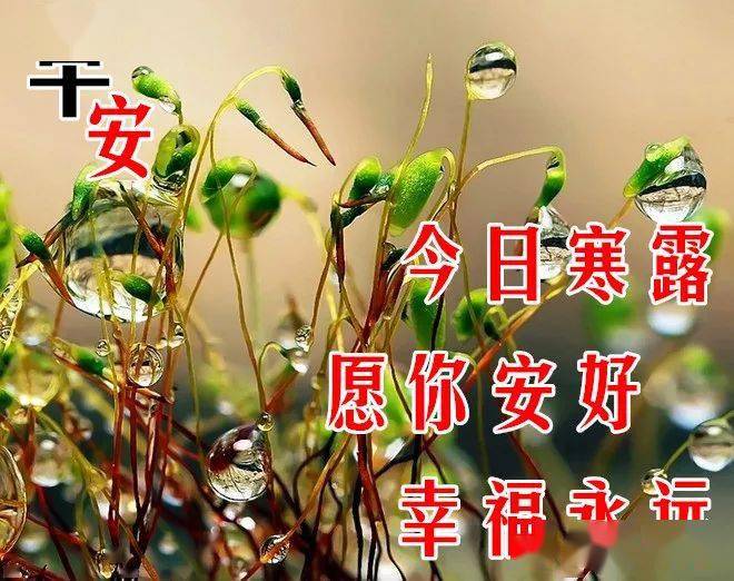 10月8日寒露最漂亮早上好表情图片大全早晨好动图美图大全