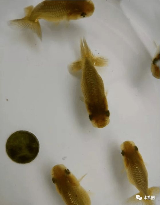 鱼多久会繁殖 a5db1d92fc5f4151a546893fbce13a08.png