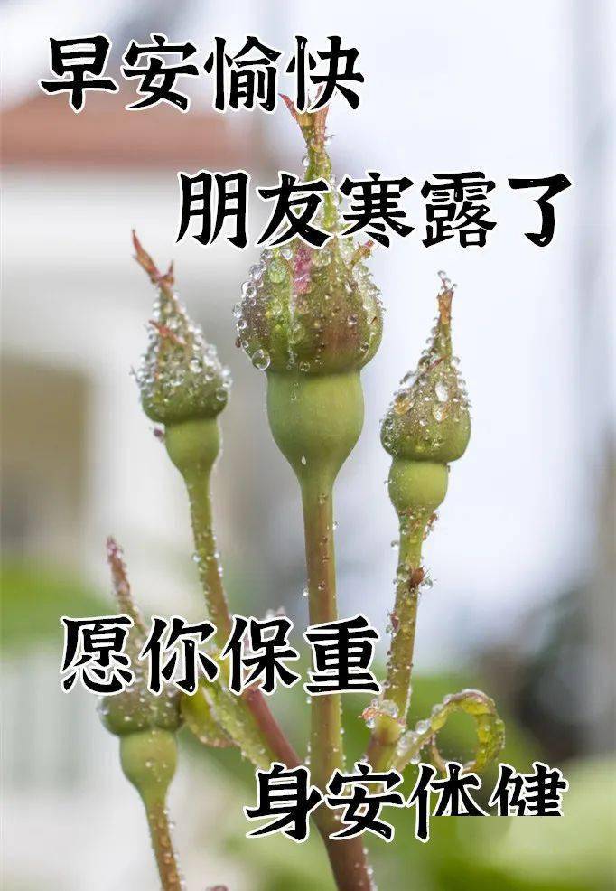 10月8日寒露最漂亮早上好表情图片大全早晨好动图美图大全