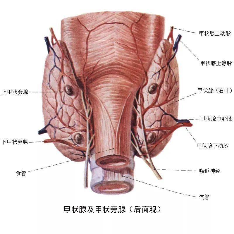 市一院|市一院现征集第十八批尿毒症继发甲旁亢手术患者