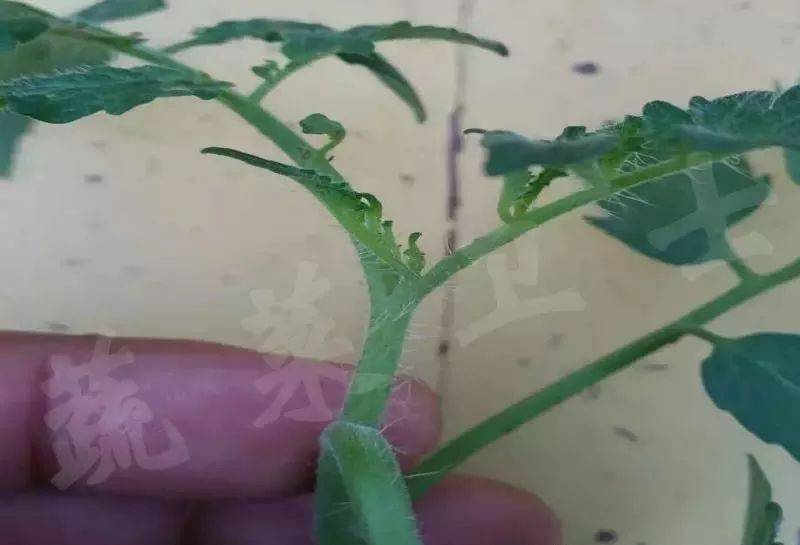 西红柿怎么种比较旺 0eae3d014f7d4bbba17c554a13186b03.jpeg