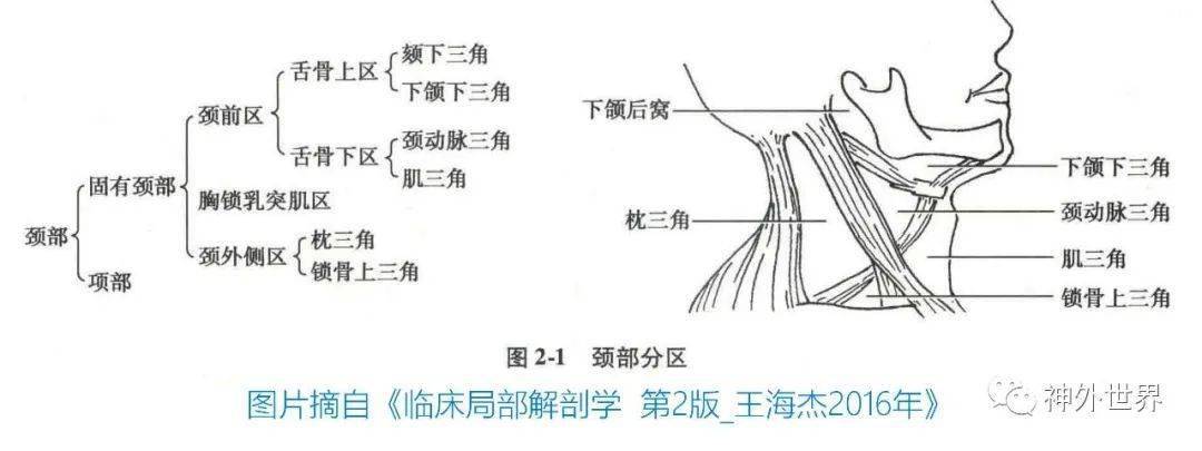 颈部常见解剖三角复习:解剖知识点复习锁骨下静脉穿刺置管术