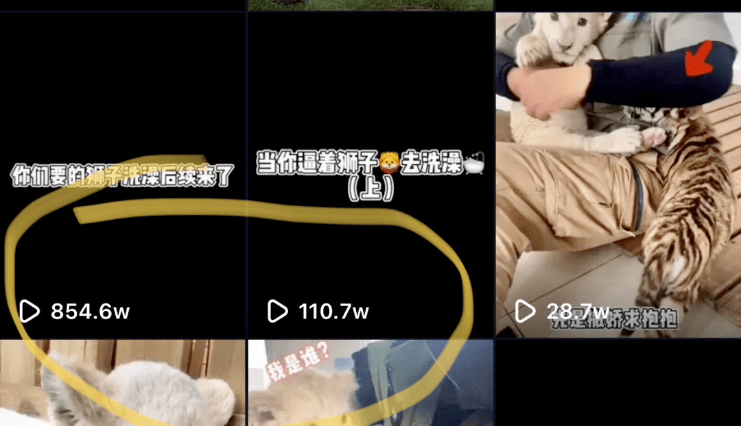 48836c984fa547778d999228b81cb786.png