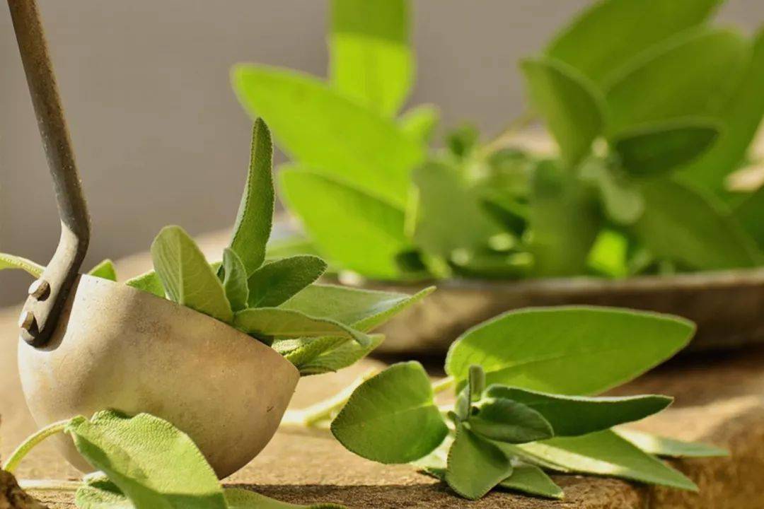 时间|喝杯对的茶十二时辰