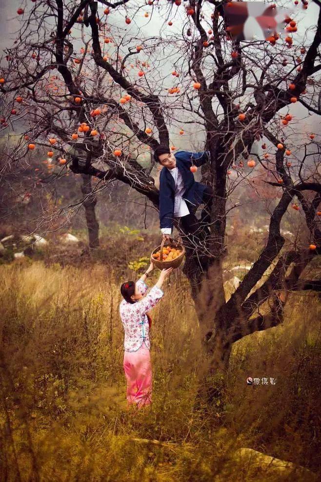 唐人段|柿子红了！柿柿如意！