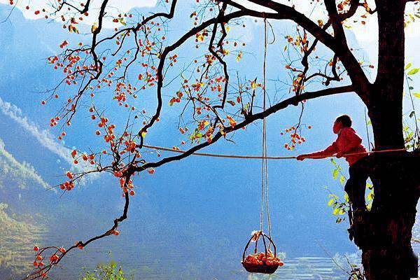 唐人段|柿子红了！柿柿如意！