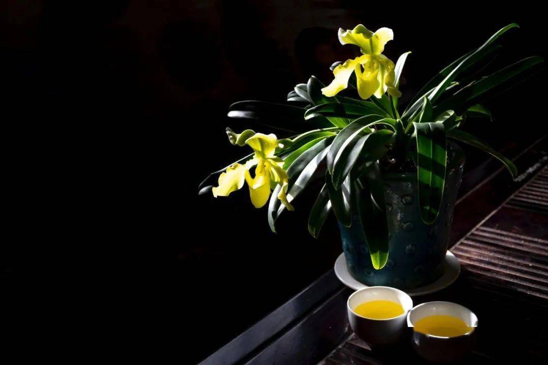 什么|请注意！喝茶15个“不可以”