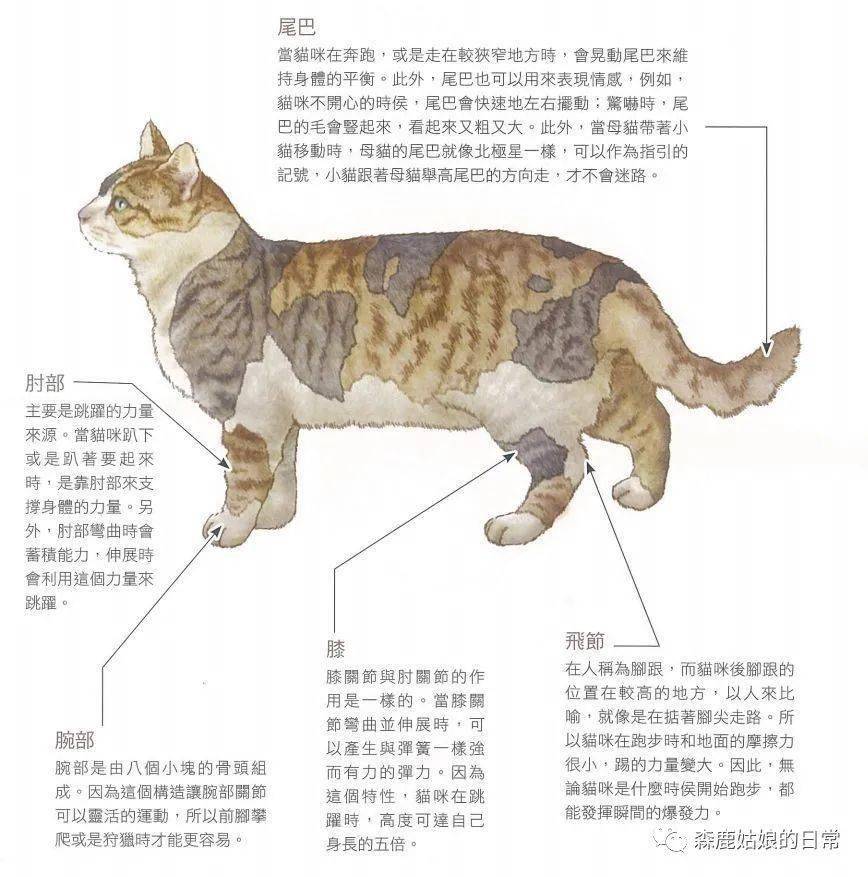 猫咪的身体构造