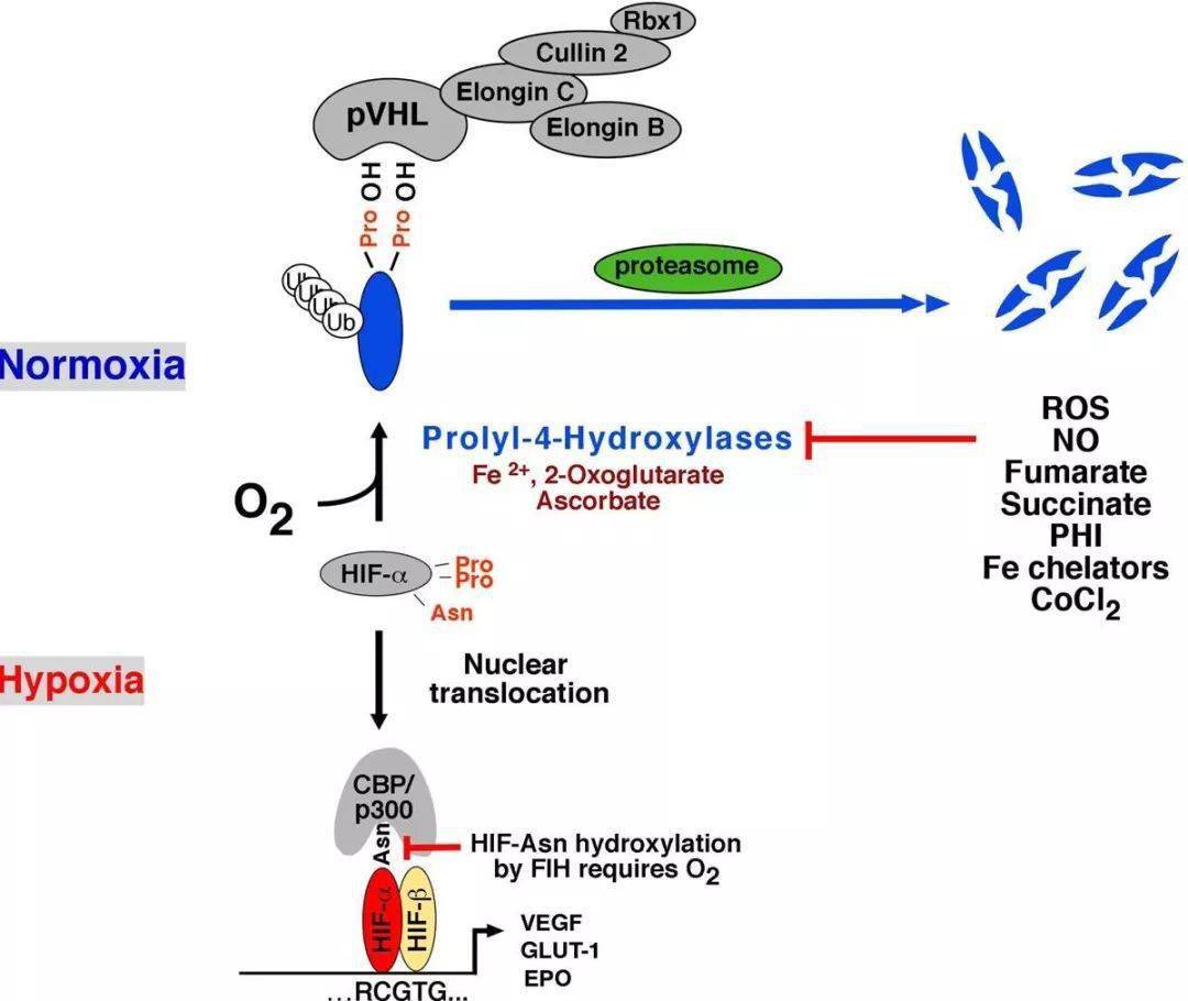 细胞信号通路详解之hif1α通路