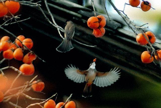 唐人段|柿子红了！柿柿如意！