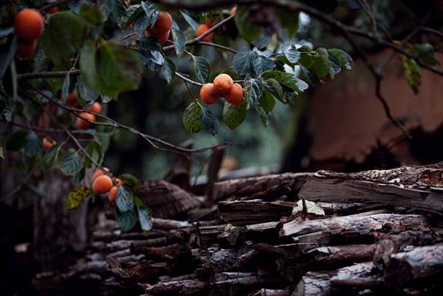 唐人段|柿子红了！柿柿如意！