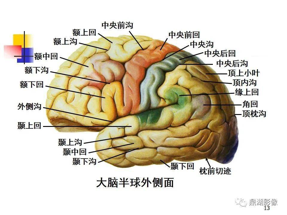 值得收藏高清大脑解剖图谱