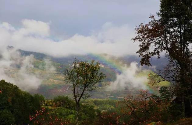 唐人段|柿子红了！柿柿如意！