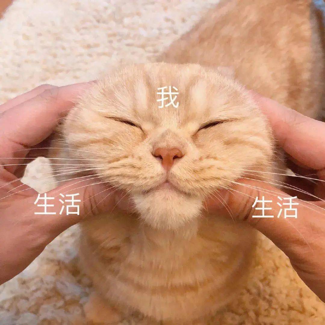 【沙雕猫表情包】橘猫沙梨表情包