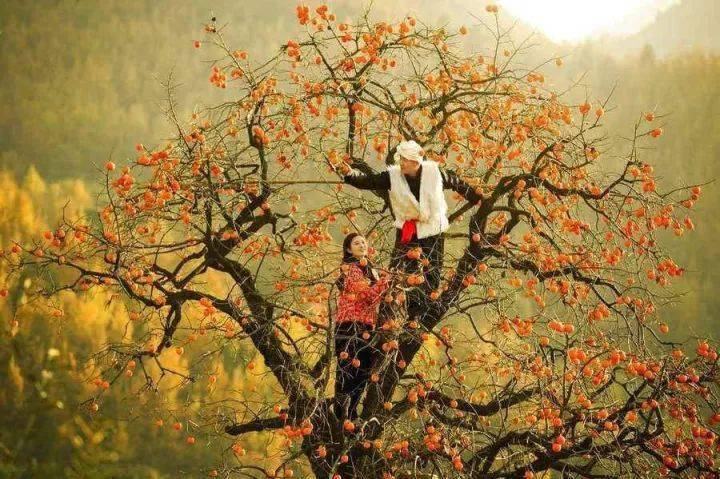 唐人段|柿子红了！柿柿如意！