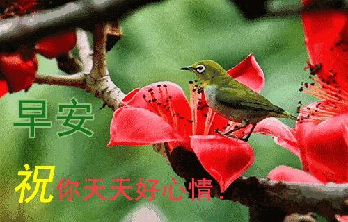 好看的鲜花早上好问候表情图片早安祝你天天好心情