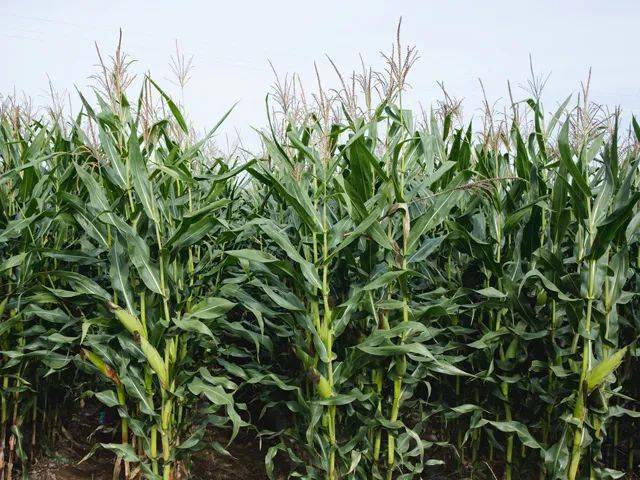 小米|省时省力！黏糯、细腻、醇香热水一冲就好的小米糊