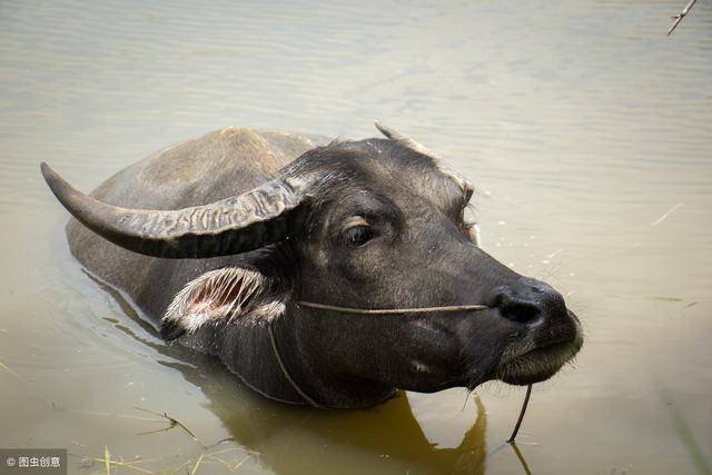 干的越多越吃亏——“鞭打快牛”暴露人性！做得越多错得