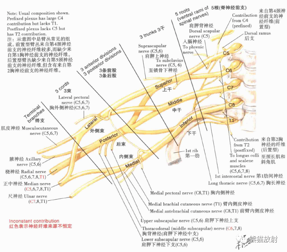 解剖丨上肢(锁骨,肩关节,肩袖,上臂肌群,臂丛)_神经