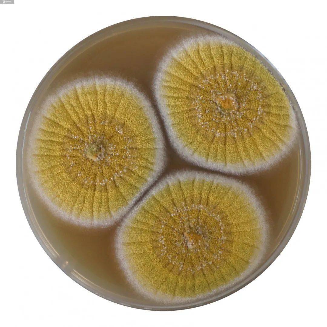 黄曲霉素  黄曲霉菌的代谢产物 滋生的温度为28-38℃ 喜欢潮湿环境