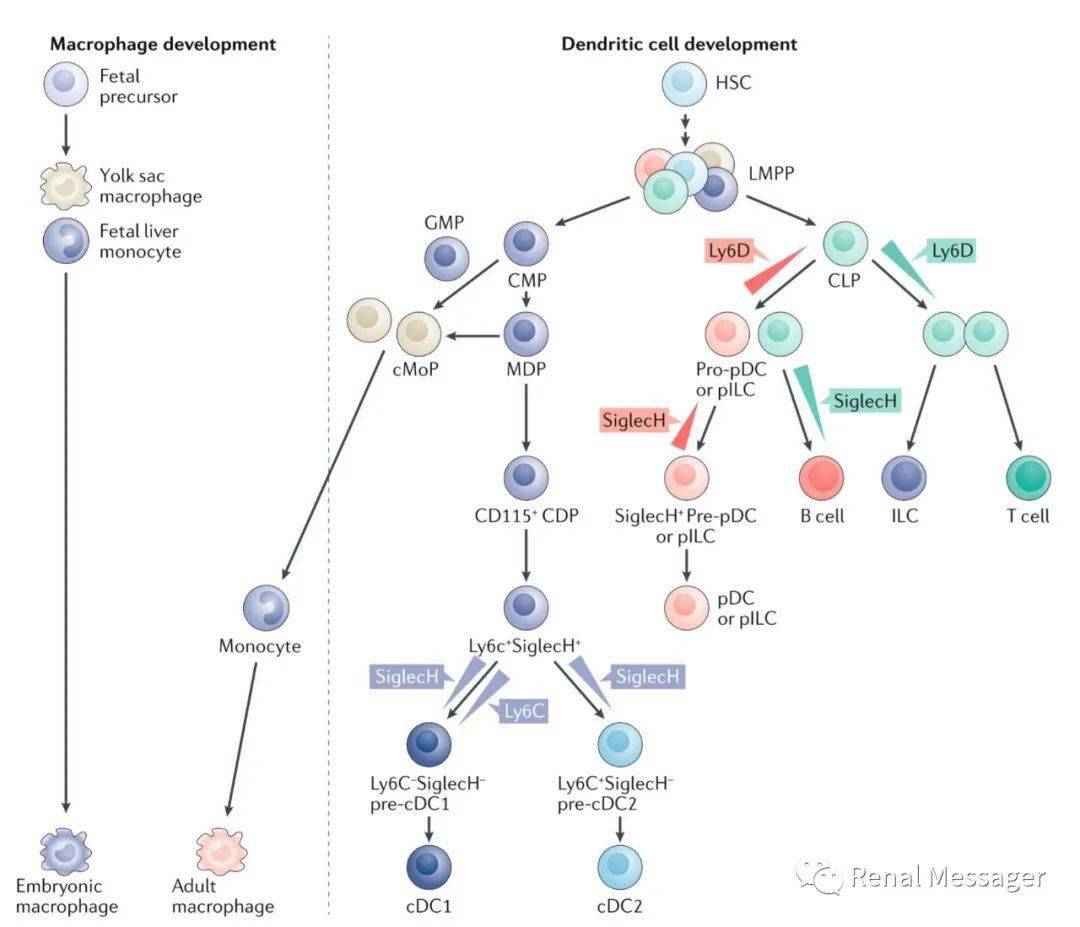 图1.单核吞噬细胞个体发育和亚群
