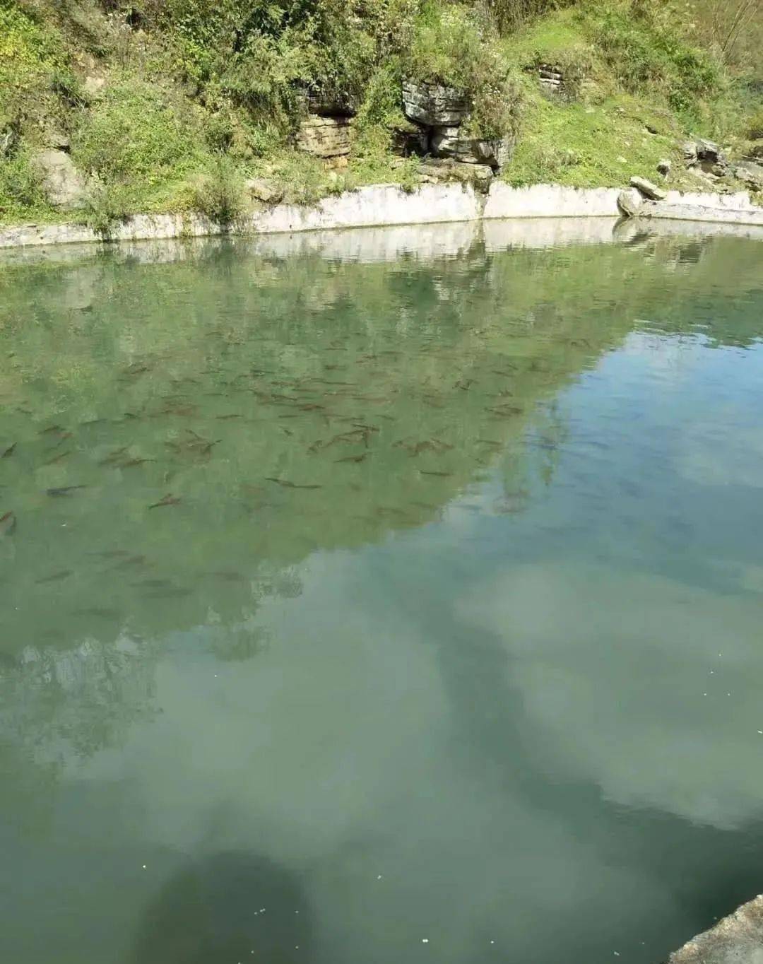鱼塘没被污染前:绿水青山现在水变浑浊,鱼大量死亡,养猪场承认是施工