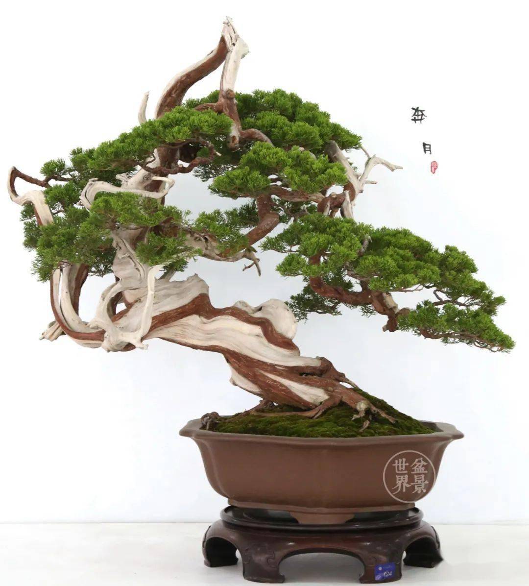 排名盆景_日本盆景品种排名