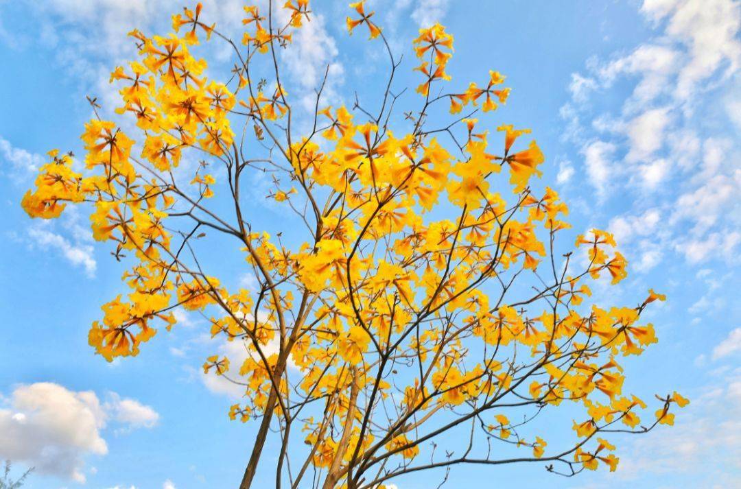 每日植物 黄花风铃木 handroanthus chrysanthus