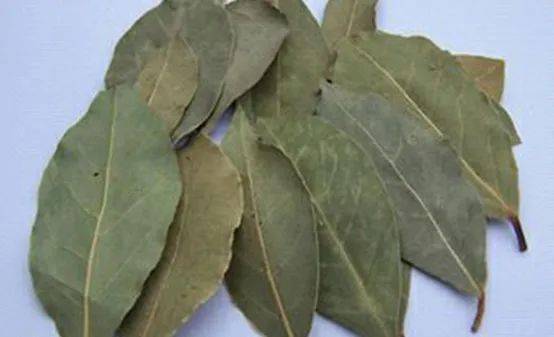 可以食用的香叶树 2039e1ac2f624a2584959909ff58488f.jpeg