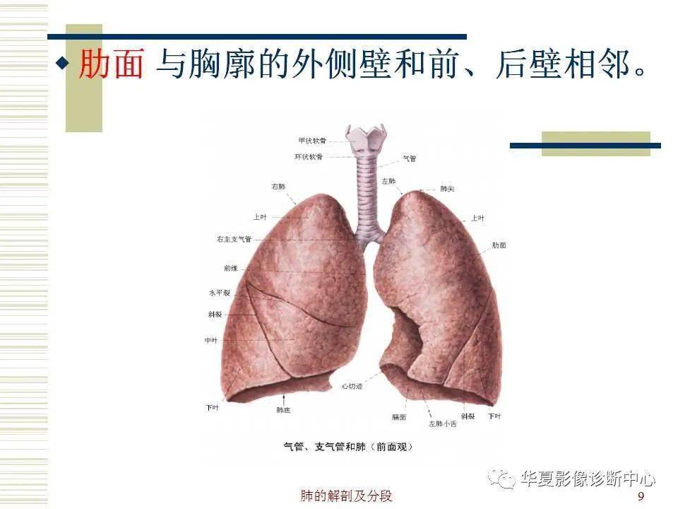 肺的解剖与生理
