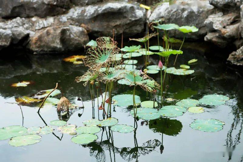 荷尽已无擎雨盖 志坚不乏御寒诗—枯荷杂咏集