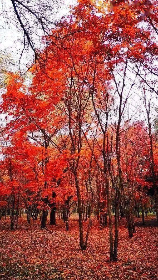 郑国渠风景区门票特价团购套餐,西安周边去哪儿看红叶