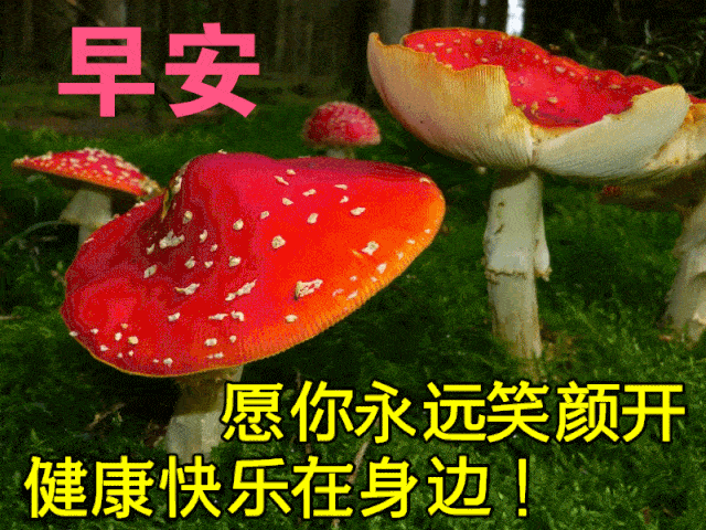 10月15日最漂亮早上好动态表情图片大全,早晨好动图美图大全