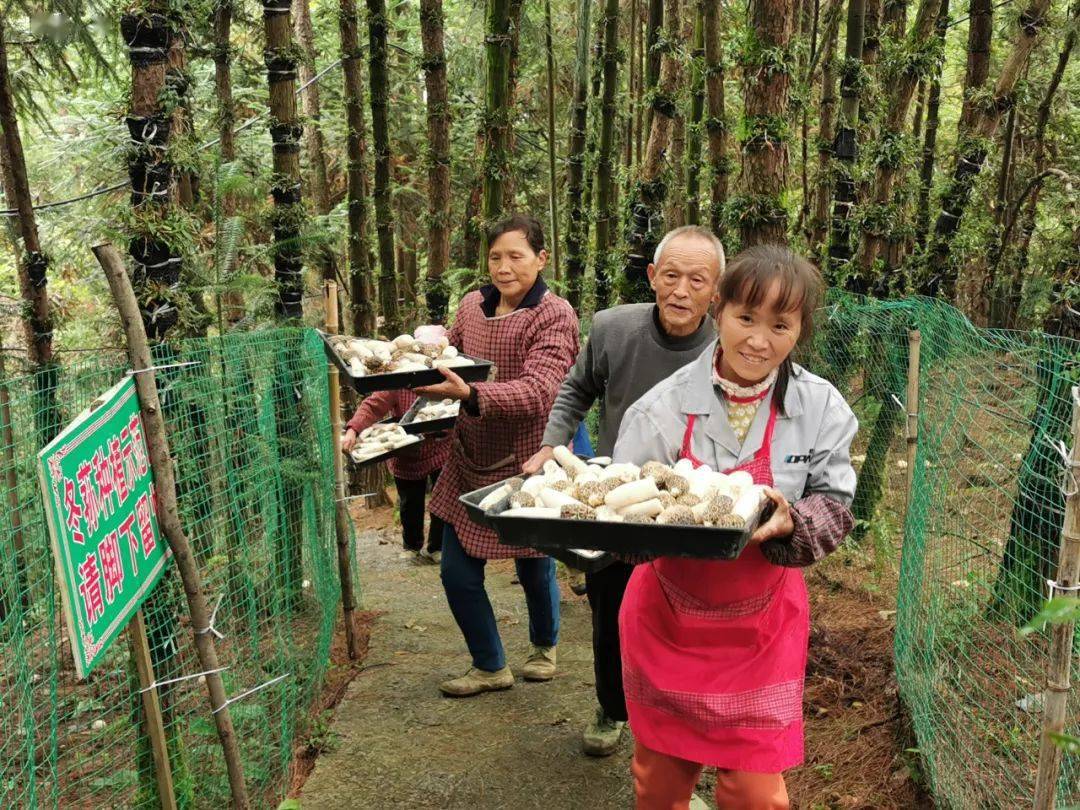 荆角乡林下冬荪喜获丰收茶山村人笑容绽放