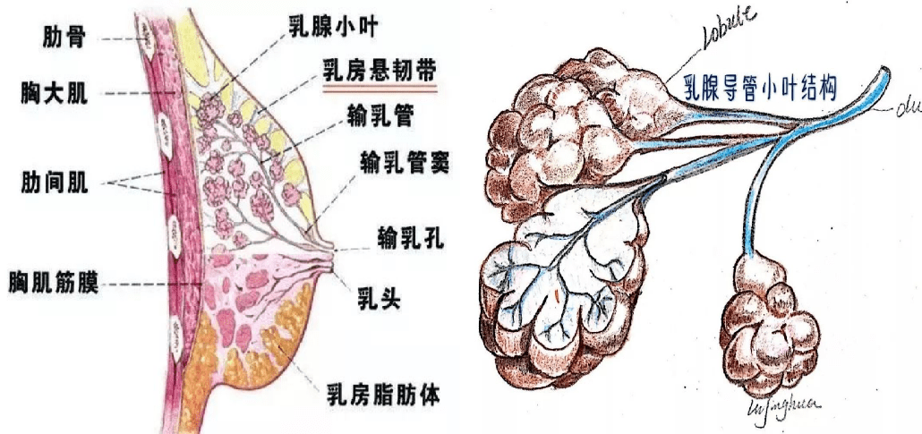 要了解乳腺疾病,先要了解乳房结构 乳房位于两侧胸部胸大肌的前方