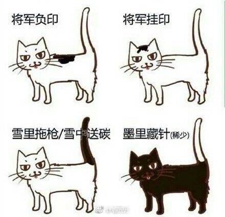 小猫|2万人围观“宋朝人买猫下聘礼”，古代铲屎官：别小瞧这行