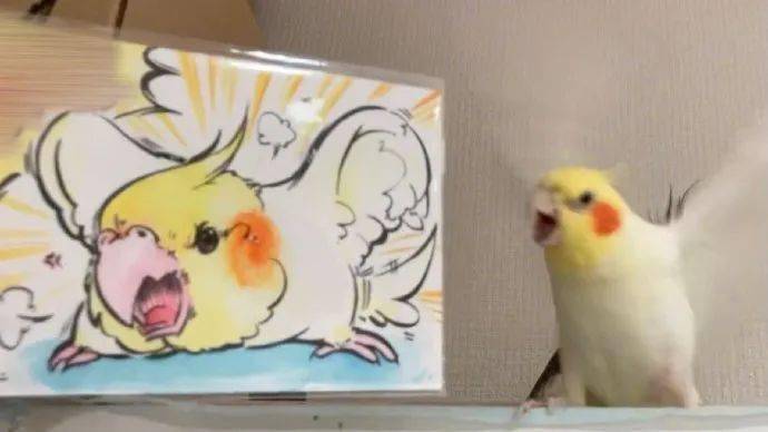 日本画家养的小玄凤鹦鹉总是喜欢生气,就把它生气时的样子画了下来.