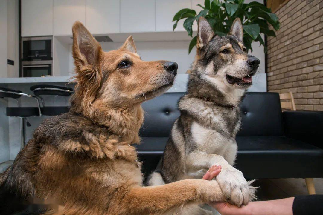 比哈士奇更像狼!不过养捷克狼犬,简直跟伺候祖宗一样