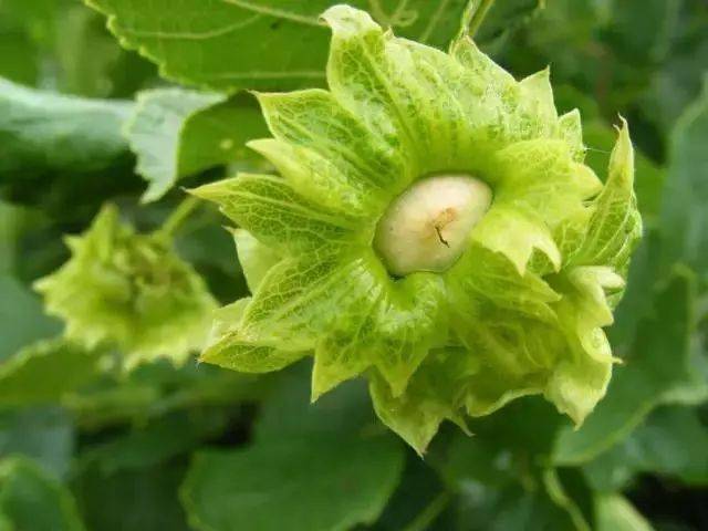 "彼岸花"并非只有曼珠沙华,这些植物花叶也不会相见