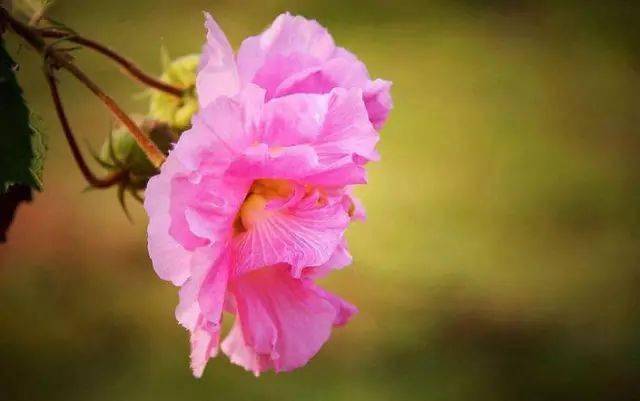 千林扫作一番黄，只有芙蓉独自芳_宜霜