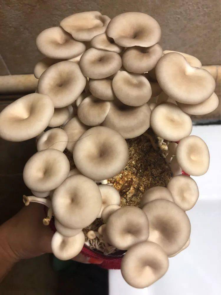 从播种到养护,一文开启你的蘑菇种植路,从今往后欲罢不能!
