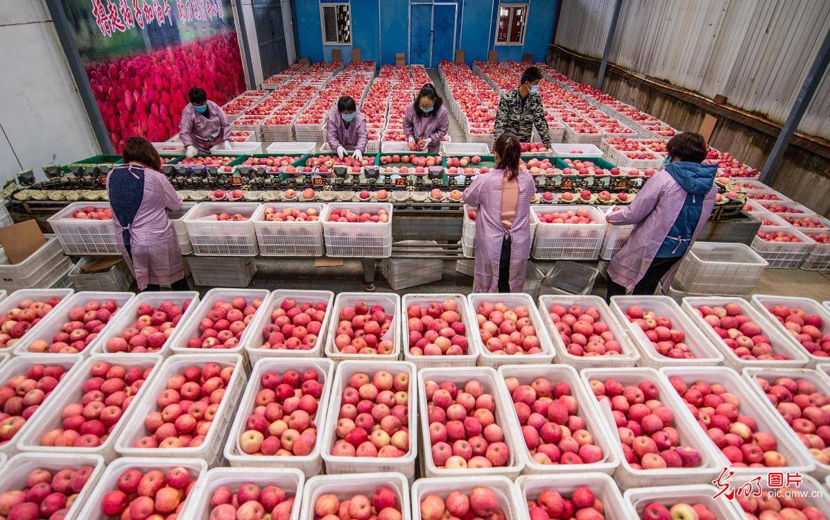 万荣|山西万荣：苹果喜获丰收