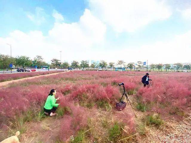 太梦幻杭州这里美成粉色海洋有人天天来打卡还有人狂赚500万