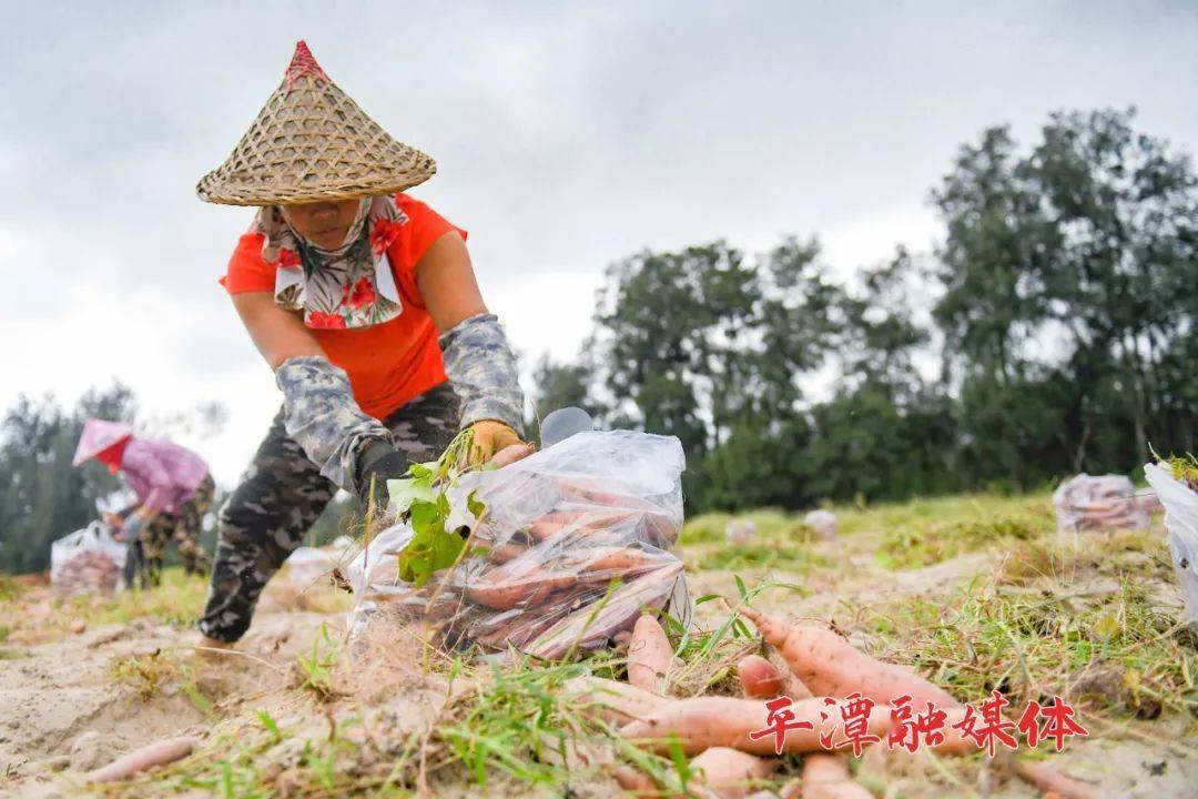 甘薯|地里的“真宝贝”收获啦！这是平潭人忘不了的老味道