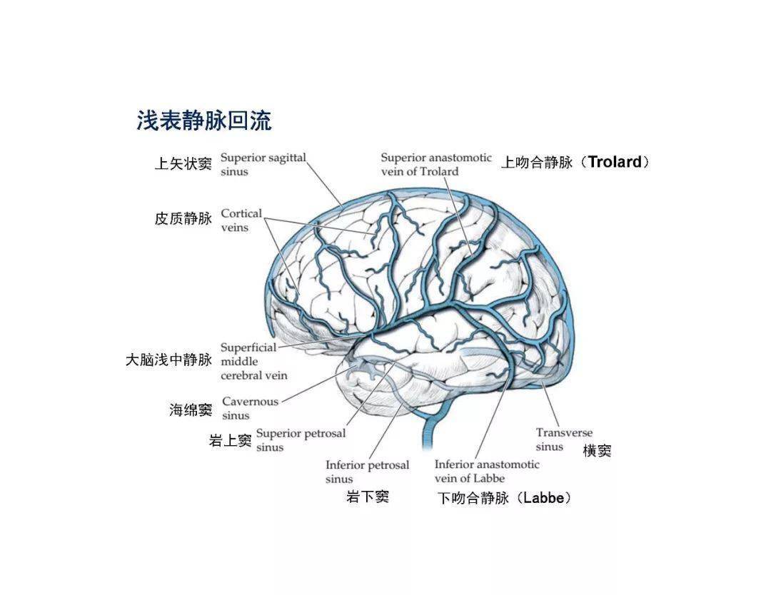 3 大脑静脉回流 更    知