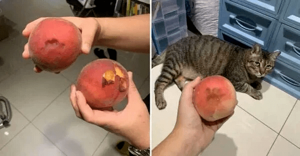 半夜逮到猫咪犯罪证据，场面极度尴尬……