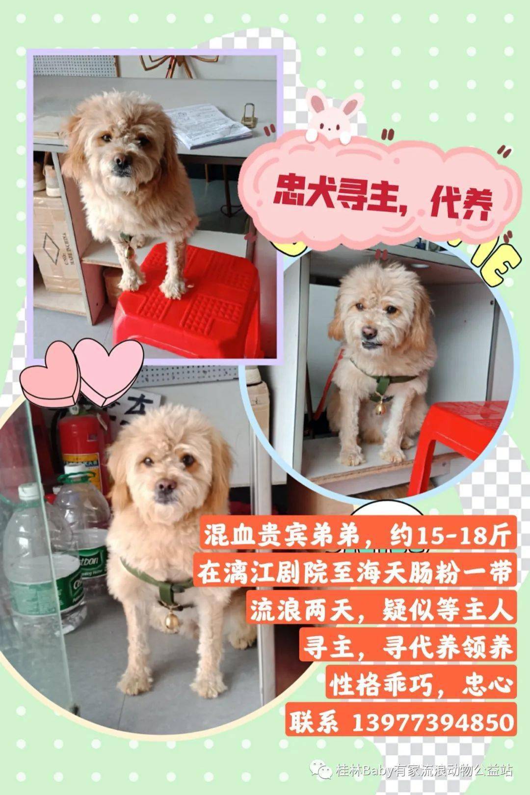 狗狗寻主人/ 寻狗启事