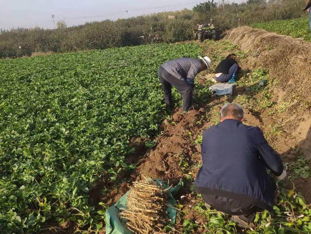 近日,莱阳市高格庄镇胡城村党支部领办合作社的沙参种植基地里,社员们