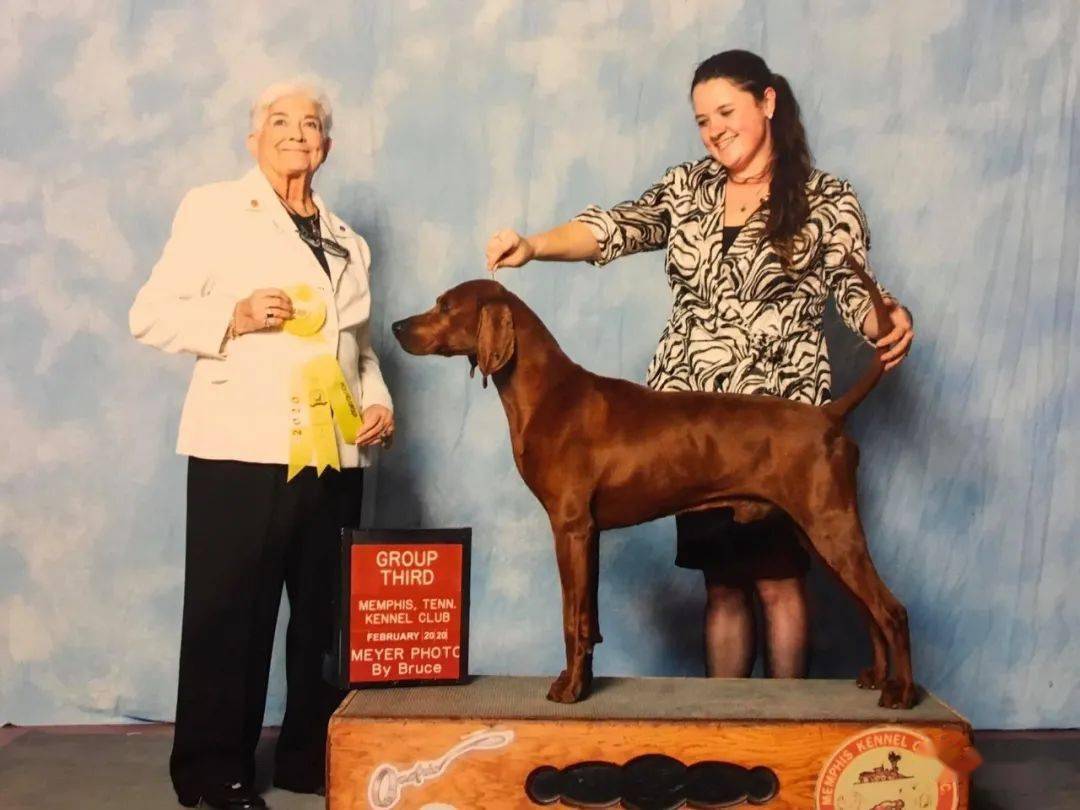每日一王者"bwana—美国akc红骨猎浣熊犬公犬排行一